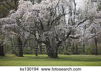 Stock Photo - flowers blooming 
on tree. fotosearch 
- search stock 
photos, pictures, 
images, and photo 
clipart