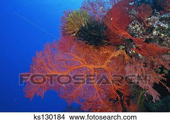 Stock Photo - hard corals, soft 
coral, sea fans 
and crinoids lifou, 
new caledonia. 
fotosearch - search 
stock photos, 
pictures, images, 
and photo clipart