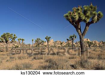 Stock Photo - joshua trees in 
desert. fotosearch 
- search stock 
photos, pictures, 
images, and photo 
clipart