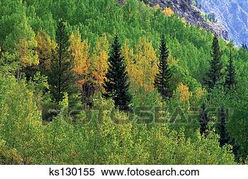 Stock Image - lodgepole pine, 
 engelmann spruce 
and aspen jasper 
nat'l park. fotosearch 
- search stock 
photos, pictures, 
images, and photo 
clipart
