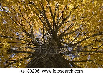 Stock Photo - low angle view 
of tree. fotosearch 
- search stock 
photos, pictures, 
images, and photo 
clipart