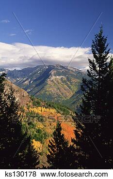 Stock Photo - mt broadwood with 
mixed forest of 
aspen and spruce 
east kootenays. 
fotosearch - search 
stock photos, 
pictures, images, 
and photo clipart