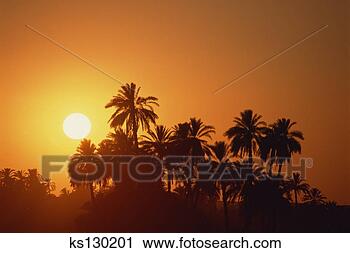 Stock Photography - palm trees at 
sunset. fotosearch 
- search stock 
photos, pictures, 
images, and photo 
clipart