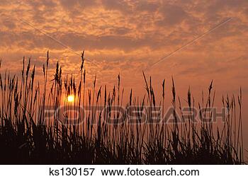 Picture - peach sky over 
grasses. fotosearch 
- search stock 
photos, pictures, 
images, and photo 
clipart