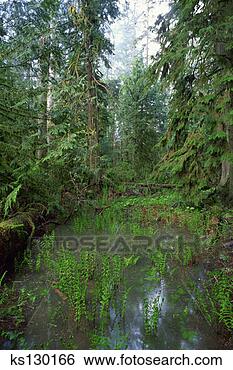 Stock Photo - pond in rainforest, 
 mcmillan provincial 
park (cathedral 
grove). fotosearch 
- search stock 
photos, pictures, 
images, and photo 
clipart