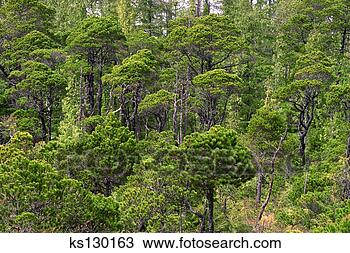 Stock Photo - shorepine bog 
at pacific rim 
national park, 
 vancouver island. 
fotosearch - search 
stock photos, 
pictures, images, 
and photo clipart