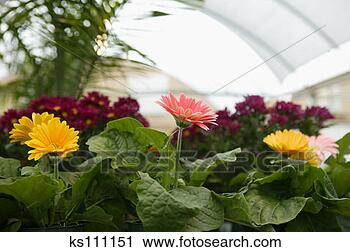 Stock Photography - flowers in a greenhouse. 
fotosearch - search 
stock photos, 
pictures, images, 
and photo clipart