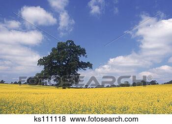 Stock Photo - hampshire, england. 
fotosearch - search 
stock photos, 
pictures, images, 
and photo clipart