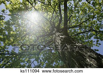 Stock Photo - sun shining through 
a tree. fotosearch 
- search stock 
photos, pictures, 
images, and photo 
clipart