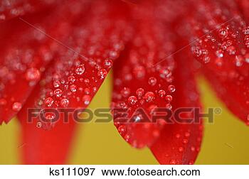 Picture - water droplets 
on red flower 
petals. fotosearch 
- search stock 
photos, pictures, 
images, and photo 
clipart