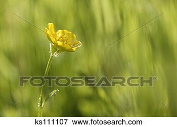 Picture - yellow flower, 
blurred background. 
fotosearch - search 
stock photos, 
pictures, images, 
and photo clipart