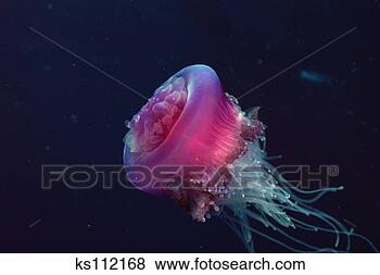 Stock Photo - jellyfish: conical 
warts cover dome 
tropical & indo-pacific 
(fiji). fotosearch 
- search stock 
photos, pictures, 
images, and photo 
clipart