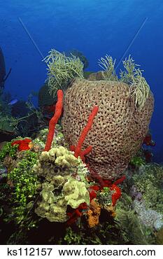 Picture - red finger sponge 
(haliclona rubens) 
and bowl sponge 
(xestospongia. 
fotosearch - search 
stock photos, 
pictures, images, 
and photo clipart