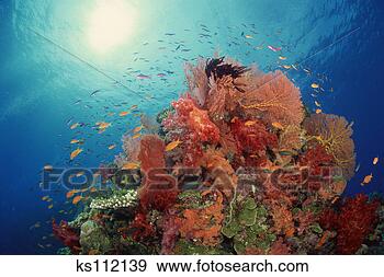 Stock Photograph - reef scenic: hard 
corals, soft corals 
and tropical fish, 
south pacific. 
fotosearch - search 
stock photos, 
pictures, images, 
and photo clipart
