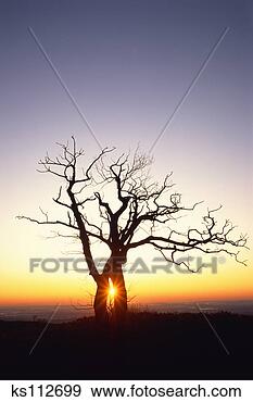 Arquivo Fotográficos - amanhecer,  através, 
 carvalho,  snag, 
 velho,  trapo, 
 negligenciar. 
fotosearch - busca 
de fotos, imagens 
e clipart