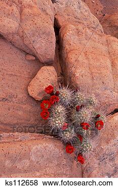 Stock Photo - claret-cup hedgehog 
cactus & sandstone, 
page, az, usa. 
fotosearch - search 
stock photos, 
pictures, images, 
and photo clipart
