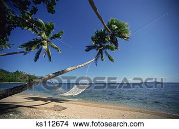 Stock Photo - hammock under 
palm trees, tropical/pacific. 
fotosearch - search 
stock photos, 
pictures, images, 
and photo clipart
