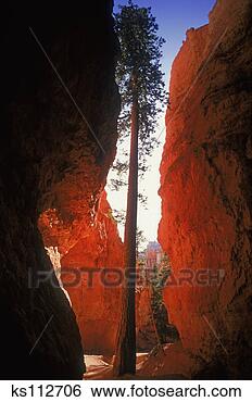Stock Photo - ponderosa pine 
grows amoung limestone 
walls wall street, 
 bryce. fotosearch 
- search stock 
photos, pictures, 
images, and photo 
clipart