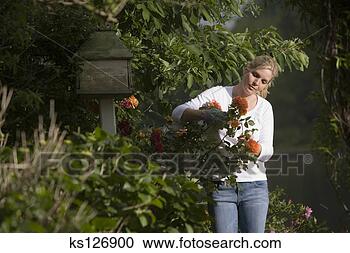 Stock Photography - woman pruning 
flowers. fotosearch 
- search stock 
photos, pictures, 
images, and photo 
clipart