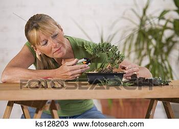 Stock Photo - woman trimming 
bonsai tree. fotosearch 
- search stock 
photos, pictures, 
images, and photo 
clipart