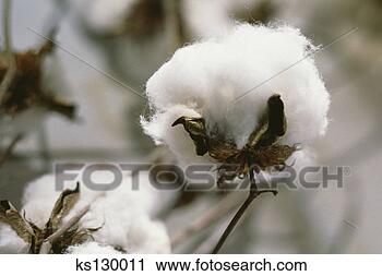 Arquivo de Fotografia - algodão,  planta. 
fotosearch - busca 
de fotos, imagens 
e clipart