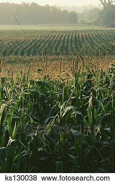 Stock Photo - corn fields. fotosearch 
- search stock 
photos, pictures, 
images, and photo 
clipart
