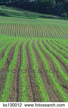 Banco de Imagem - cornfield,  kulmbach, 
 alemanha. fotosearch 
- busca de fotos, 
imagens e clipart