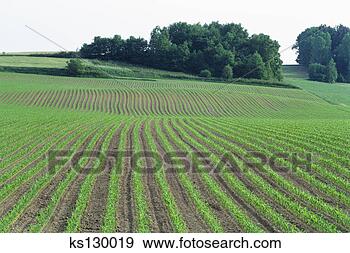 Arquivo Fotográficos - cornfield,  kulmbach, 
 alemanha. fotosearch 
- busca de fotos, 
imagens e clipart