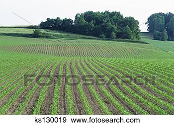 Stock Photograph - cornfield near 
kulmbach, germany. 
fotosearch - search 
stock photos, 
pictures, images, 
and photo clipart