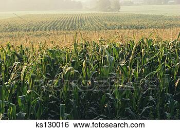 Stock Photo - cornfield. fotosearch 
- search stock 
photos, pictures, 
images, and photo 
clipart