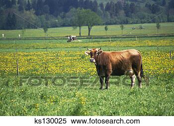 Stock Image - cows schwangau, 
germany. fotosearch 
- search stock 
photos, pictures, 
images, and photo 
clipart