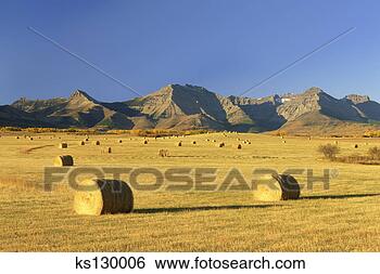 Banco de Imagem - fardos,  feno, 
 campo. fotosearch 
- busca de fotos, 
imagens e clipart
