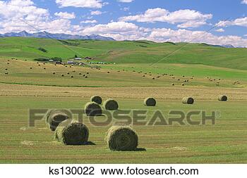Banco de Imagem - feno,  fardos, 
 campo,  rodovia, 
 22,  alberta, 
 foothills,  canadá. 
fotosearch - busca 
de fotos, imagens 
e clipart