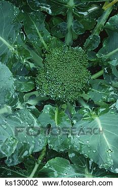 Stock Photo - fresh broccoli. 
fotosearch - search 
stock photos, 
pictures, images, 
and photo clipart
