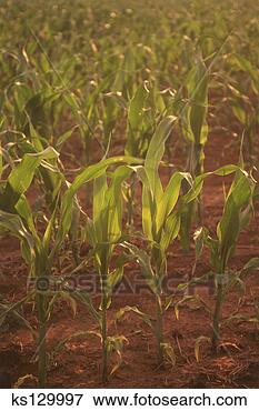 Picture - growing corn. 
fotosearch - search 
stock photos, 
pictures, images, 
and photo clipart