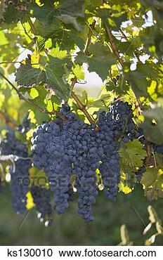 Arquivo de Fotografias - grupos,  uvas, 
 videira. fotosearch 
- busca de fotos, 
imagens e clipart