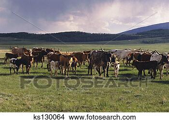 Stock Photo - herd of cattle. 
fotosearch - search 
stock photos, 
pictures, images, 
and photo clipart