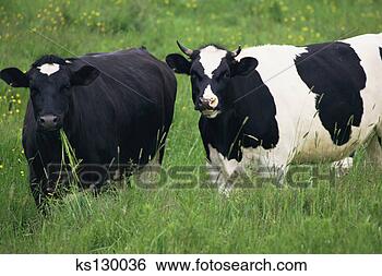 Banco de Imagem - holstein,  vacas. 
fotosearch - busca 
de fotos, imagens 
e clipart