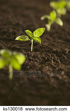 Banco de Imagem - pequeno,  planta, 
 crescendo,  fila. 
fotosearch - busca 
de fotos, imagens 
e clipart