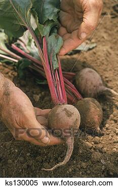 Stock Image - person holding 
fresh beet. fotosearch 
- search stock 
photos, pictures, 
images, and photo 
clipart