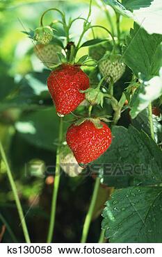 Stock Photo - ripe and unripe 
strawberries. 
fotosearch - search 
stock photos, 
pictures, images, 
and photo clipart