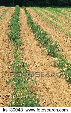 Stock Photo - rows of crops 
growing in field. 
fotosearch - search 
stock photos, 
pictures, images, 
and photo clipart