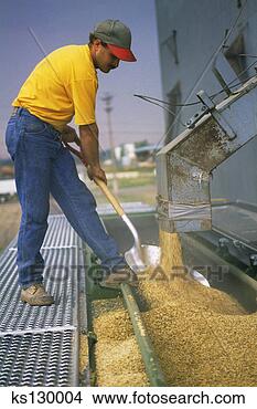 Banco de Imagem - shoveling,  grão, 
 esvaziar,  silo. 
fotosearch - busca 
de fotos, imagens 
e clipart