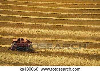 Stock Photography - tractor plowing 
field of grain. 
fotosearch - search 
stock photos, 
pictures, images, 
and photo clipart