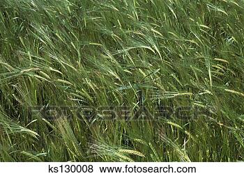 Banco de Imagem - trigo,  alemanha. 
fotosearch - busca 
de fotos, imagens 
e clipart