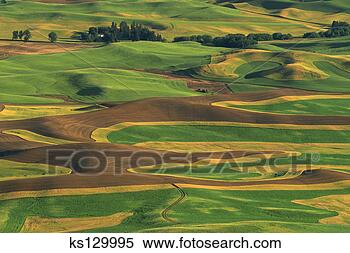 Banco de Imagem - undulating,   
campos,   palouse, 
  agricultura, 
  região,   oriental. 
fotosearch - busca 
de fotos, imagens 
e clipart