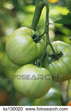 Arquivo de Fotografias - unripe,  tomates, 
 videira. fotosearch 
- busca de fotos, 
imagens e clipart