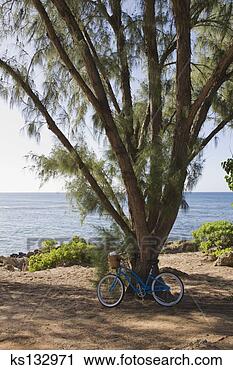 Arquivo de Fotografia - bicicleta,  árvore. 
fotosearch - busca 
de fotos, imagens 
e clipart