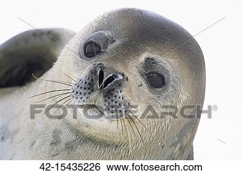 Stock Photo - face of crabeater 
seal. fotosearch 
- search stock 
photos, pictures, 
images, and photo 
clipart