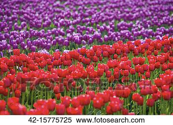 Stock Image - field of red and 
purple tulips. 
fotosearch - search 
stock photos, 
pictures, images, 
and photo clipart
